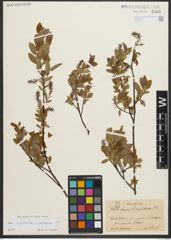 Foto von Salix myrtilloides L. x Salix starkeana Willd.